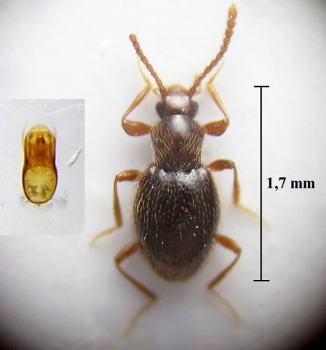 Stenichnus godarti